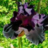 IRIS-Black-is-Black