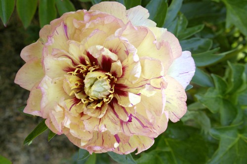 23 июня
Пион ИТО-гибрид
Единственный правильный цветок на кусте