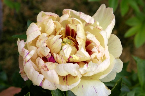 24 июня
Пион ИТО-гибрид
Этот цветок по сорту.