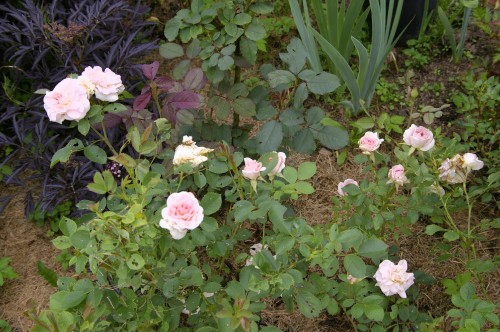 24 июня
Кустарниковая роза Морден Блаш (Morden Blush) Collicutt&Marshall, Канада, 1988
6. Роза почвопокровная Майнауфойер (Mainaufeuer) Korges, 1990