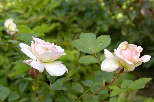 18 июня
Кустарниковая роза Морден Блаш (Morden Blush) Collicutt&Marshall, Канада, 1988
6. Роза почвопокровная Майнауфойер (Mainaufeuer) Korges, 1990
