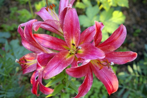 _IGP0029KISS-OF-FAIER.jpg