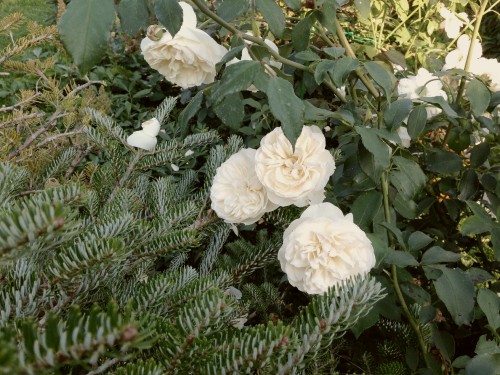 29 августа
Пихта корейская Сильберлоке(Silberlocke) и роза Личфилд Энжел