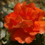 _IGP0056BENING-DIZAE