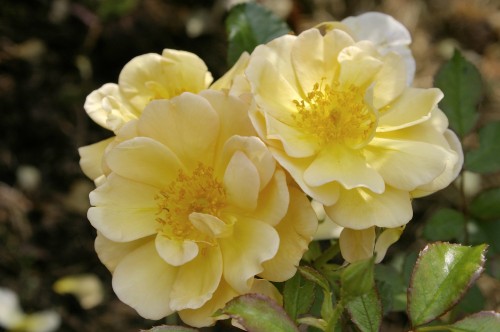 18 июля
Почвопокровная роза Амбер Сан (Amber Sun) Kordes, 2005