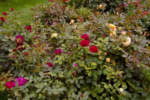 Розы Д.Остина начинают второе цветение 22 августа