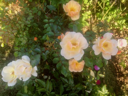 Почвопокровная роза Амбер Сан (Amber Sun) Kordes, 2005 2 сентября