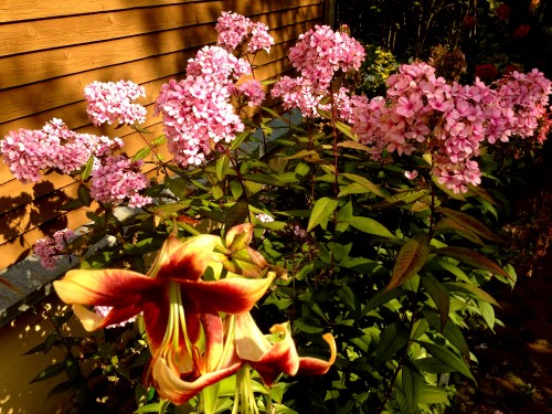 Флокс мелкоцветковый Lila Miniature и лилия ОТ Дебби 10 сентября