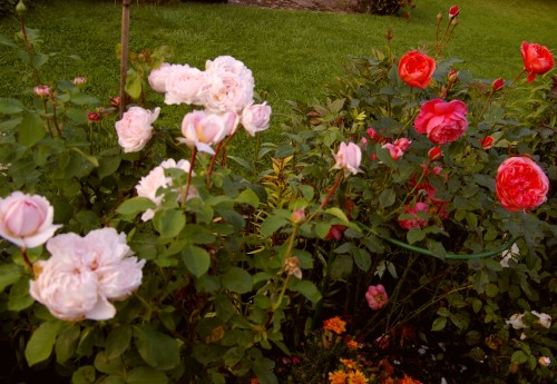 Розы Austin: The Lady Gardener, 2013 и Summer Song, 2005  12 сентября