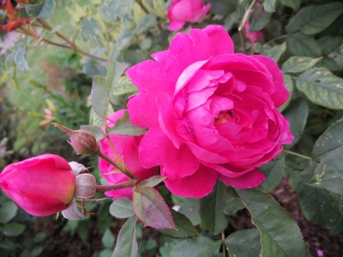 IMG_20220706_200907.jpg
