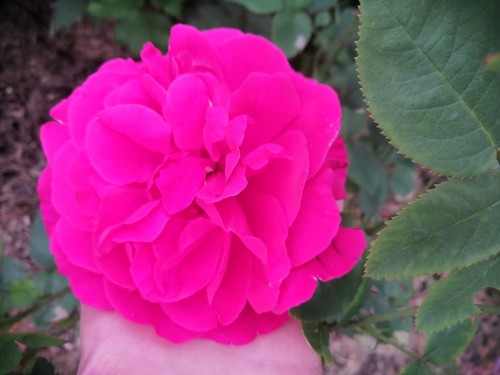 IMG_20220706_201157.jpg