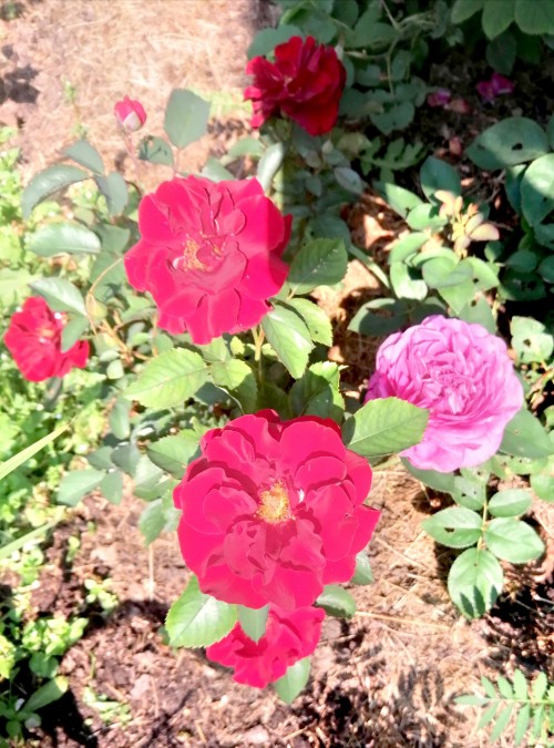 IMG_20220707_140612.jpg