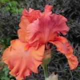 IRIS-Flame-Amber-1