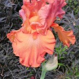 IRIS-Flame-Amber