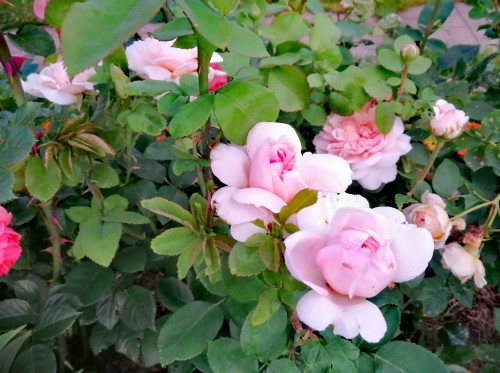 Роза кустарниковая The Lady Gardener