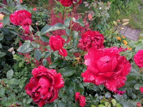 Роза флорибунда Югэндлибэ (Jugendliebe)