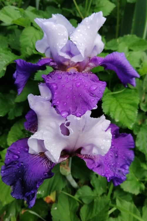 IRIS-Best-Bet.jpg