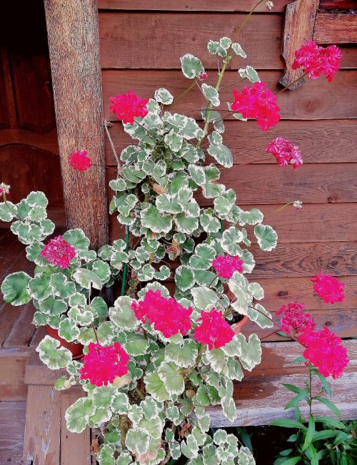 PELARGONII-TVETUT_edit_841063389064890.jpg