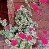 PELARGONII-TVETUT_edit_841063389064890