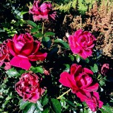 ROZA-FLORIBUNDA-Jugendliebe