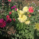 IMG_20240909_152712